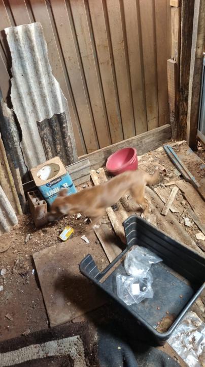 Foto 2 de 3 — Polícias prendem mulher por maus-tratos a cães e gatos em Boa Esperança do Sul